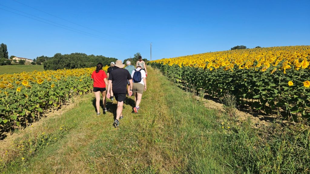 Groupe de vacanciers marchant entre des champs de tournesols sous un ciel bleu.